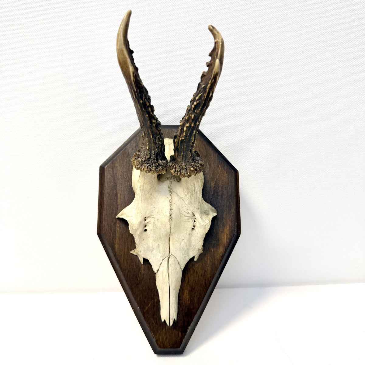 Trofeu de Căprior pe Suport din Lemn – 13 × 13 × 25 cm