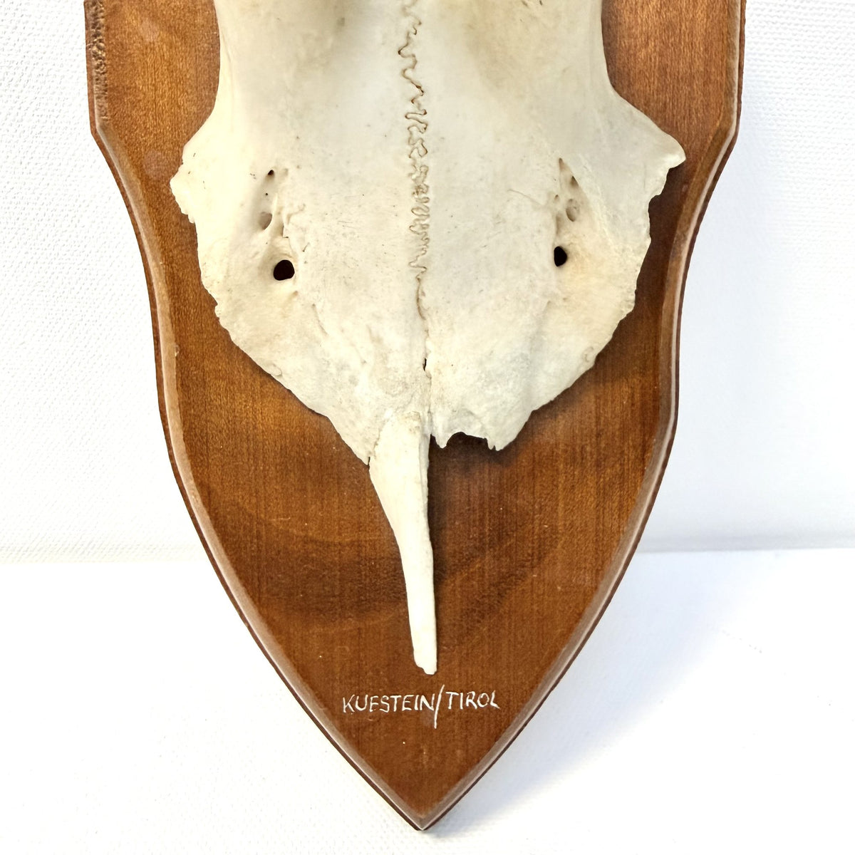 Trofeu de Căprioară pe Suport din Lemn – 10,5 × 15 × 29 cm