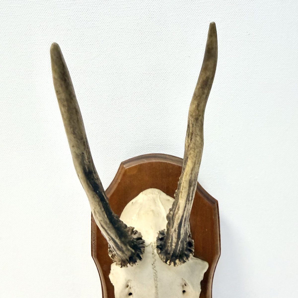 Trofeu de Căprioară pe Suport din Lemn – 10,5 × 15 × 29 cm