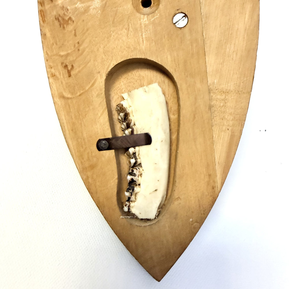 Trofeu de Căprior cu Dinți pe Suport din Lemn – 12 × 17 × 32 cm
