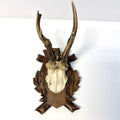 Trofeu de Căprior pe Suport din Lemn – 14,5 × 17 × 30 cm