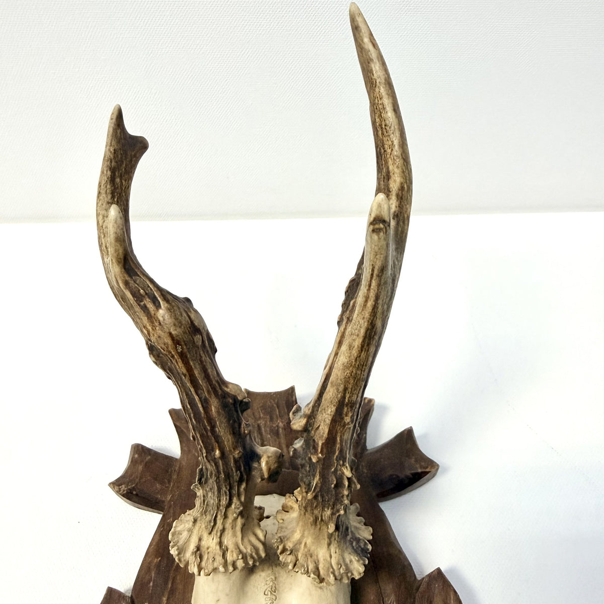 Trofeu de Căprior pe Suport din Lemn – 14,5 × 17 × 30 cm