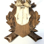 Trofeu de Căprior pe Suport din Lemn – 14,5 × 17 × 30 cm